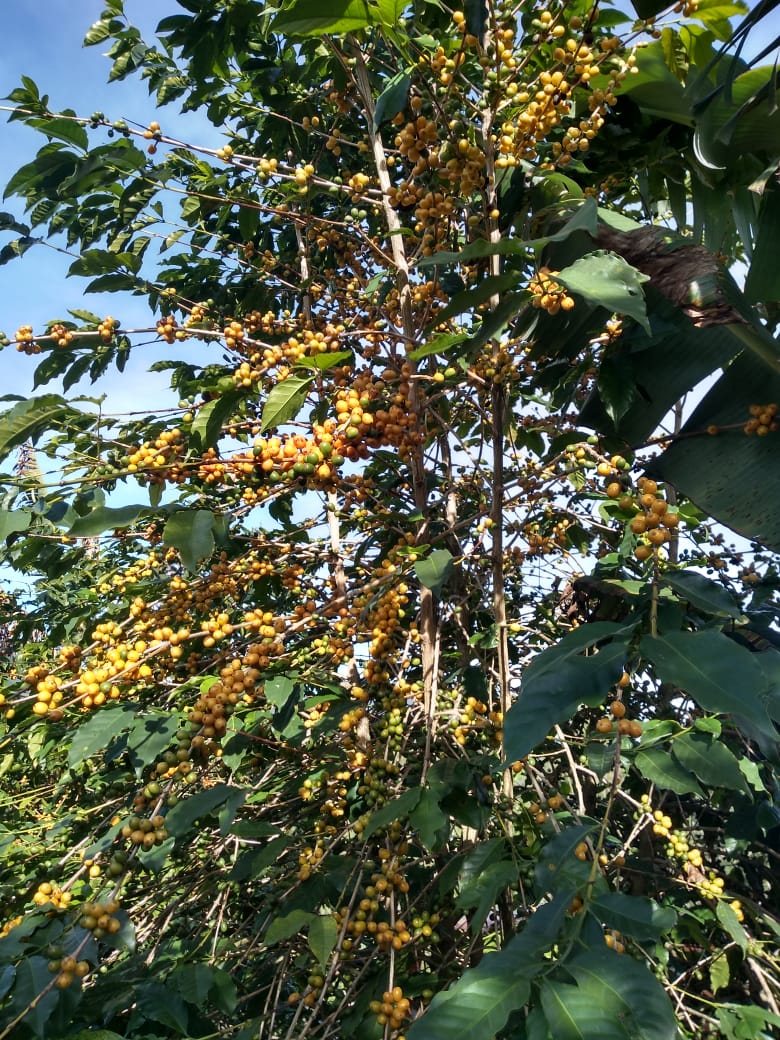 Kaffeekirschen an hohen BĂ€umen. SĂtio da Pedra, Brasilien | SUPREMO Coffee
