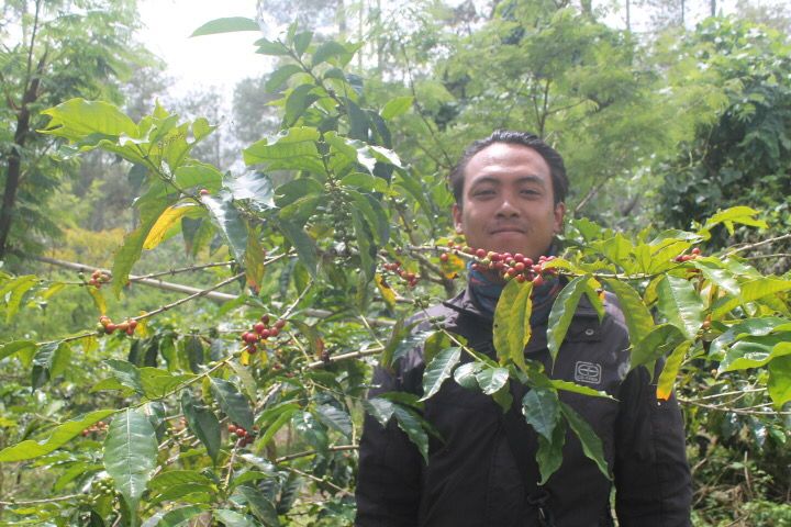 Dandy Dharmawan hinter Kaffeezweig. Ijen Lestari, Indonesien | SUPREMO Coffee