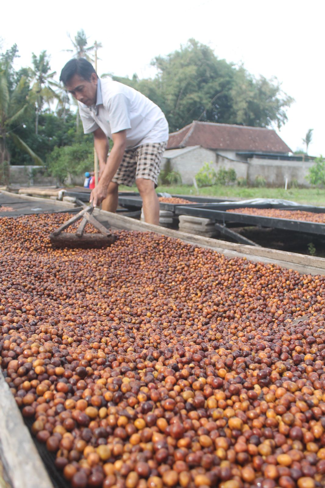 Kaffeebauer beim Wenden des trocknenden Kaffees. Ijen Lestari, Indonesien | SUPREMO Coffee