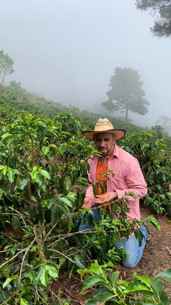 Pino de Oro