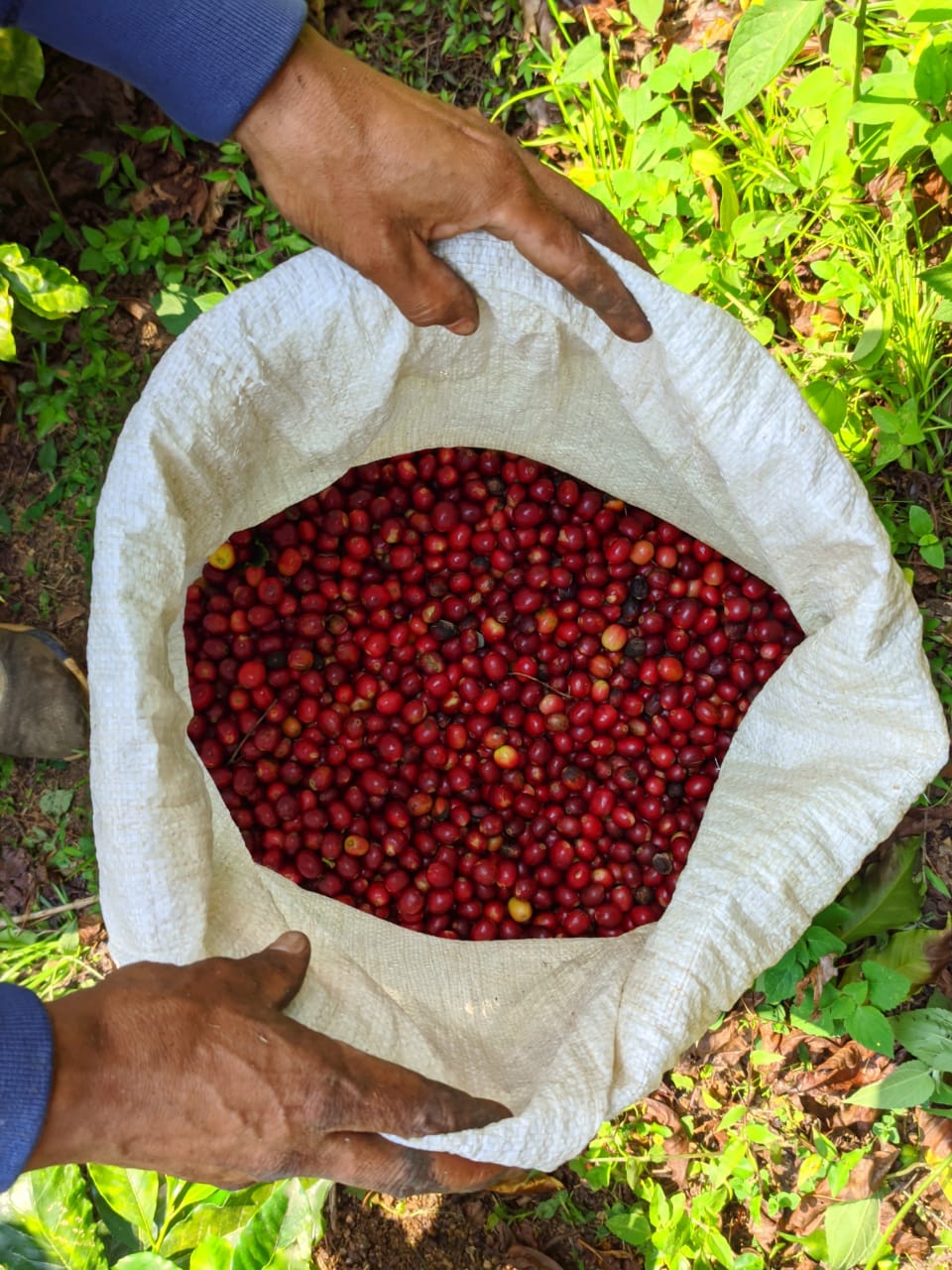 Frisch geernteter Kaffee. Las Barrancas, Mexiko | SUPREMO Coffee