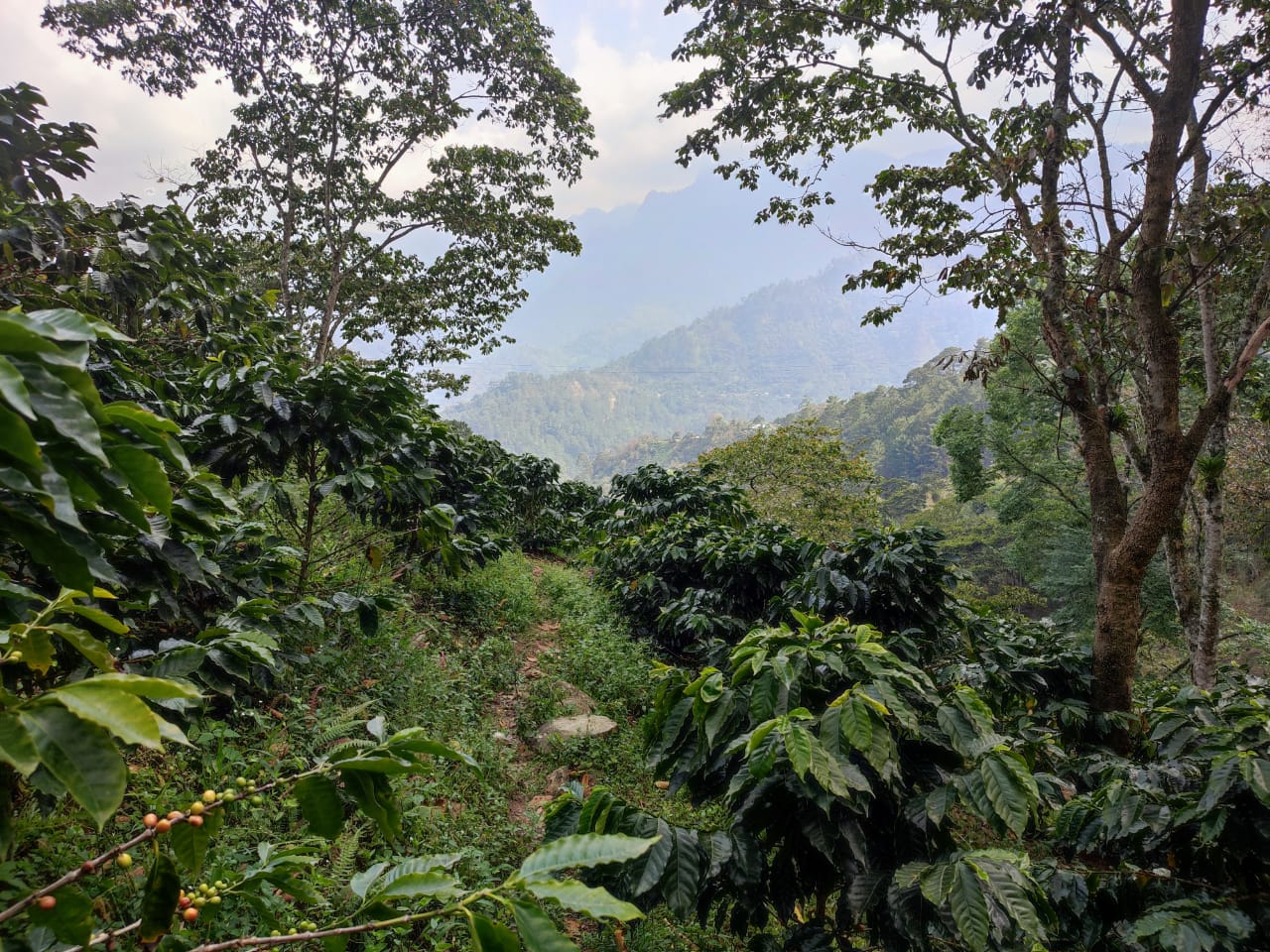 Blick ins Tal von der Kaffeefarm aus. Las Barrancas, Mexiko | SUPREMO Coffee