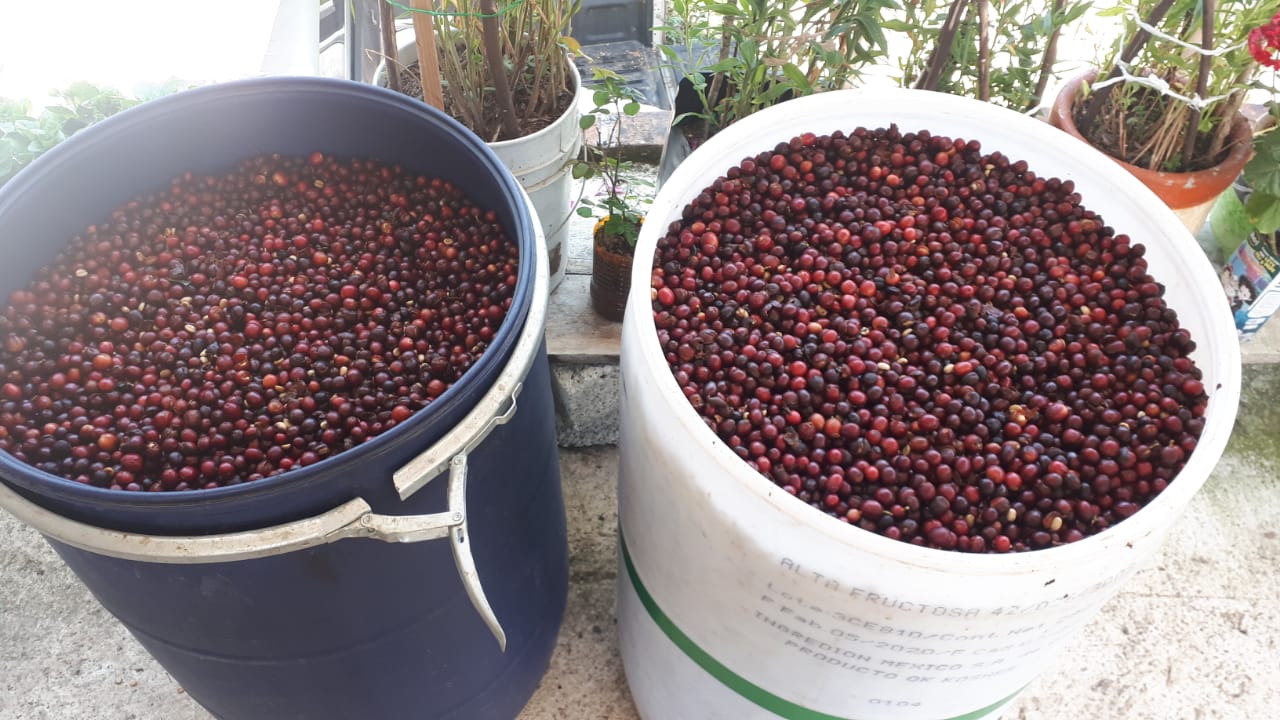 geerntete Kaffeekirschen. Las Barrancas, Mexiko | SUPREMO Coffee