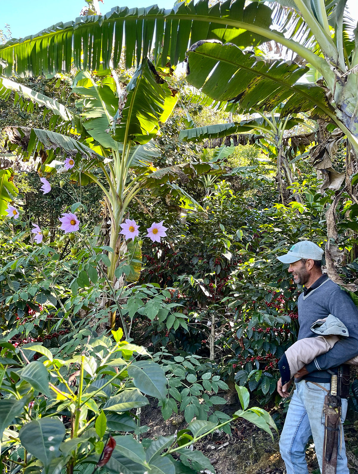 Pura Vida