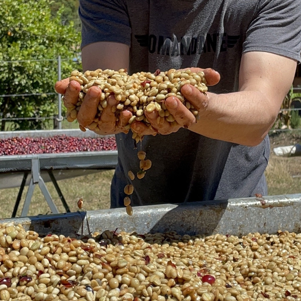 Finca Dona Elsa Single Origin