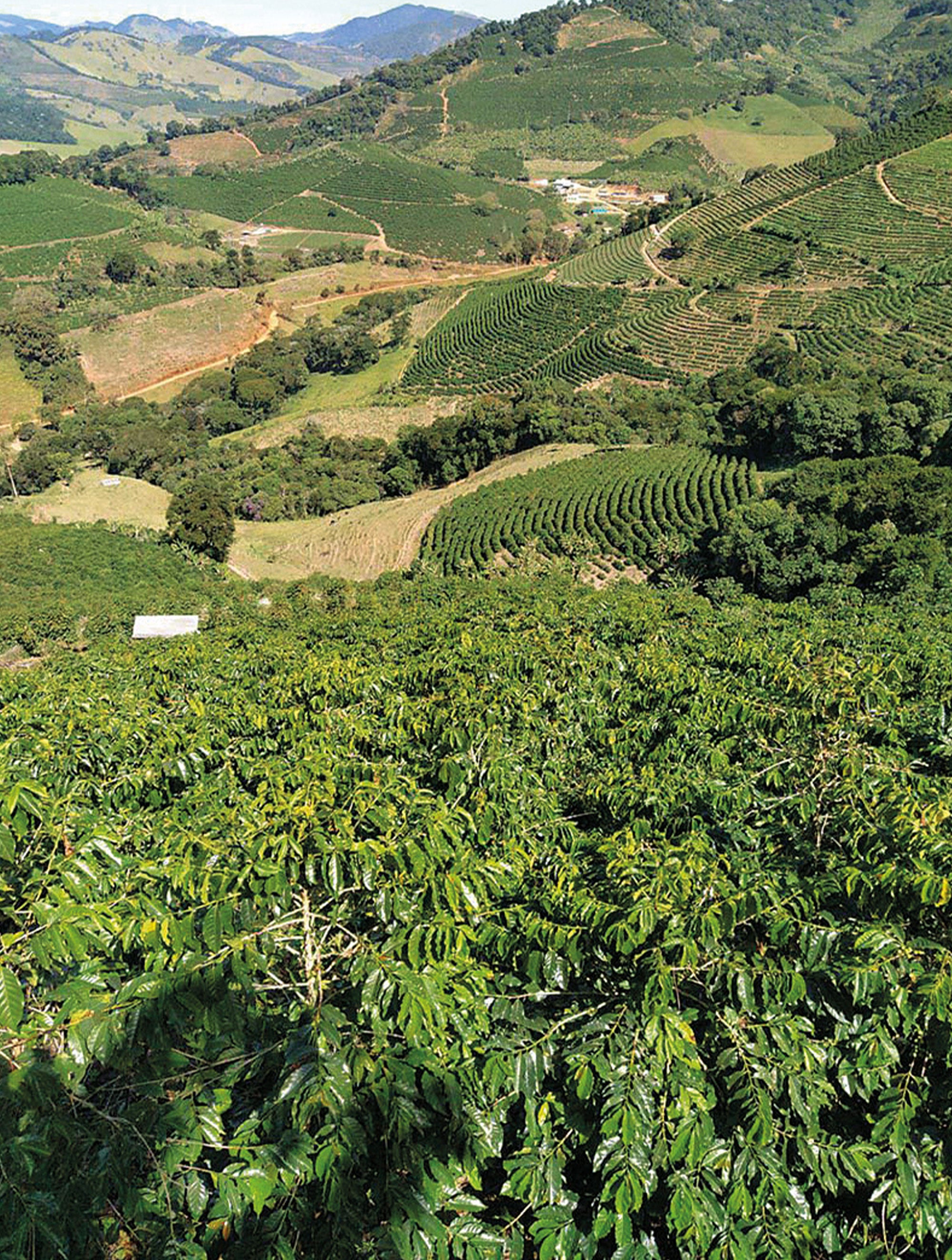Santa Luzia COE 2025