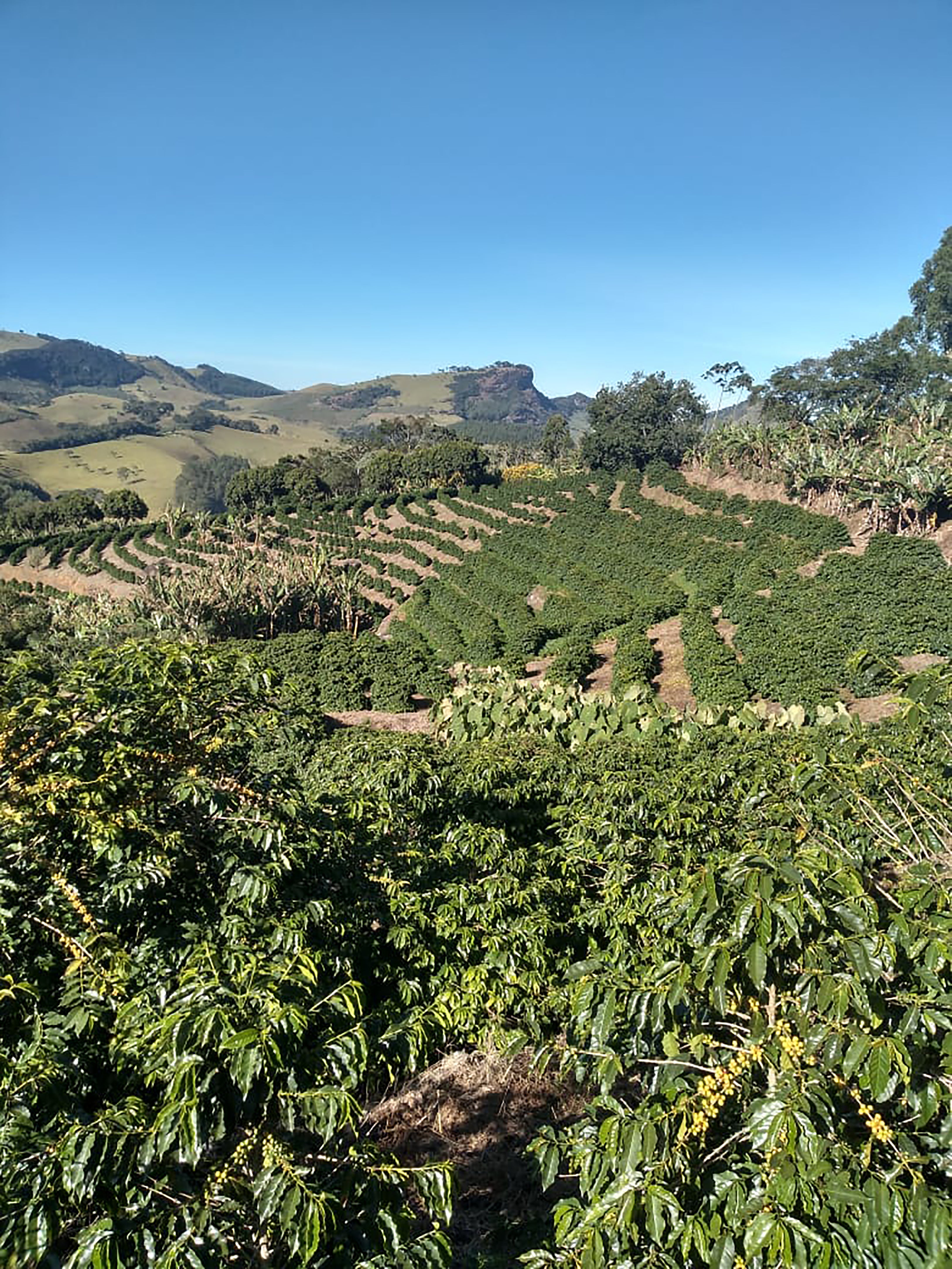 Blick auf die Kaffeefelder. Sítio da Pedra, Brasilien | SUPREMO Coffee