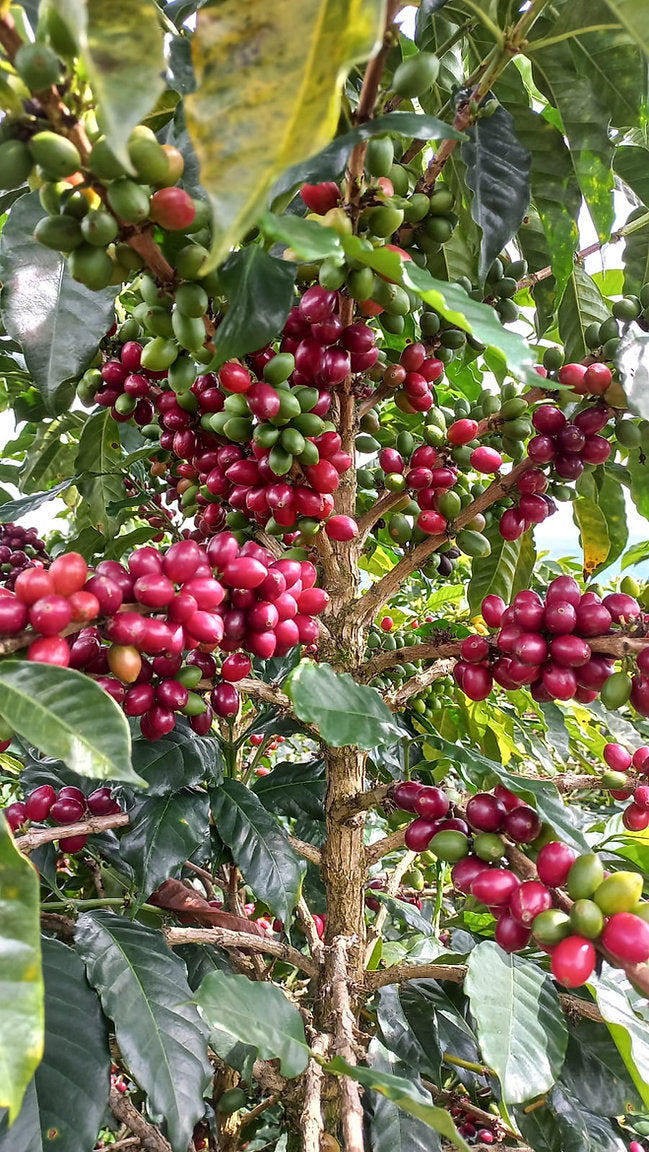 Kaffeekirschen an Baum