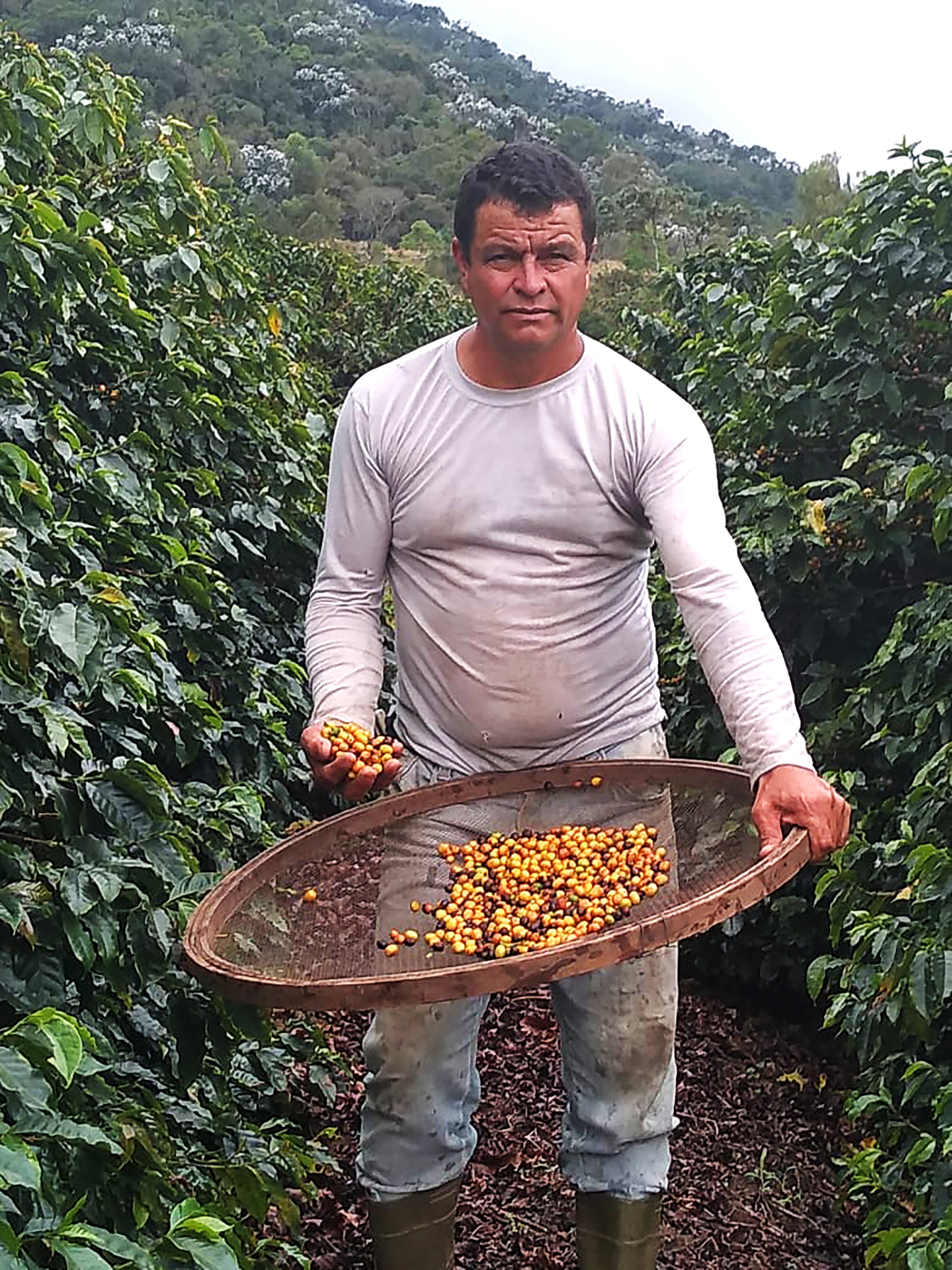 Luciano JosĂ© Braga bei der Ernte. SĂtio da Pedra, Brasilien | SUPREMO Coffee