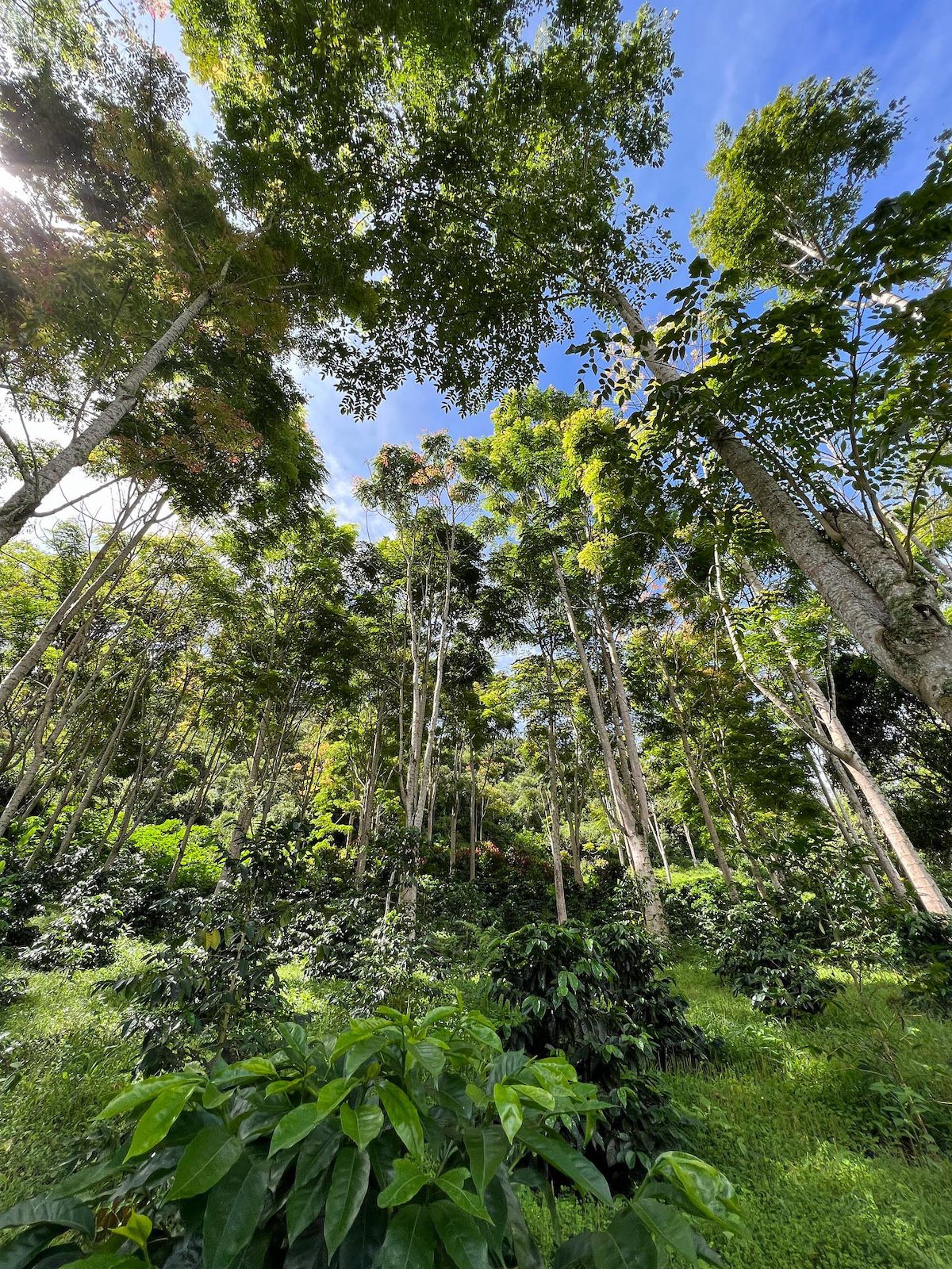 Finca Soledad