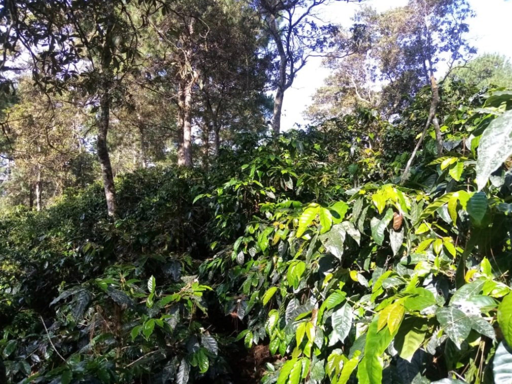 La Salvaje COE
