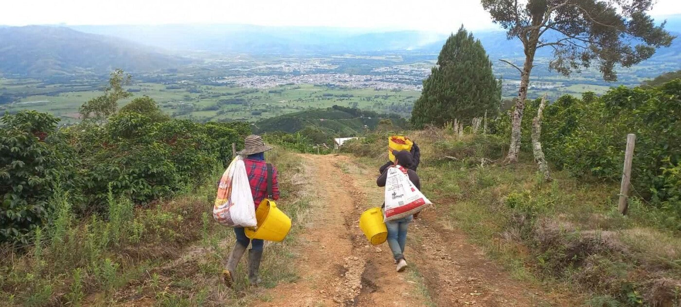 Kaffeefarmer auf Weg in Kaffeefarm im Vordergrund. Tal mit Ortschaften im Hintergrund