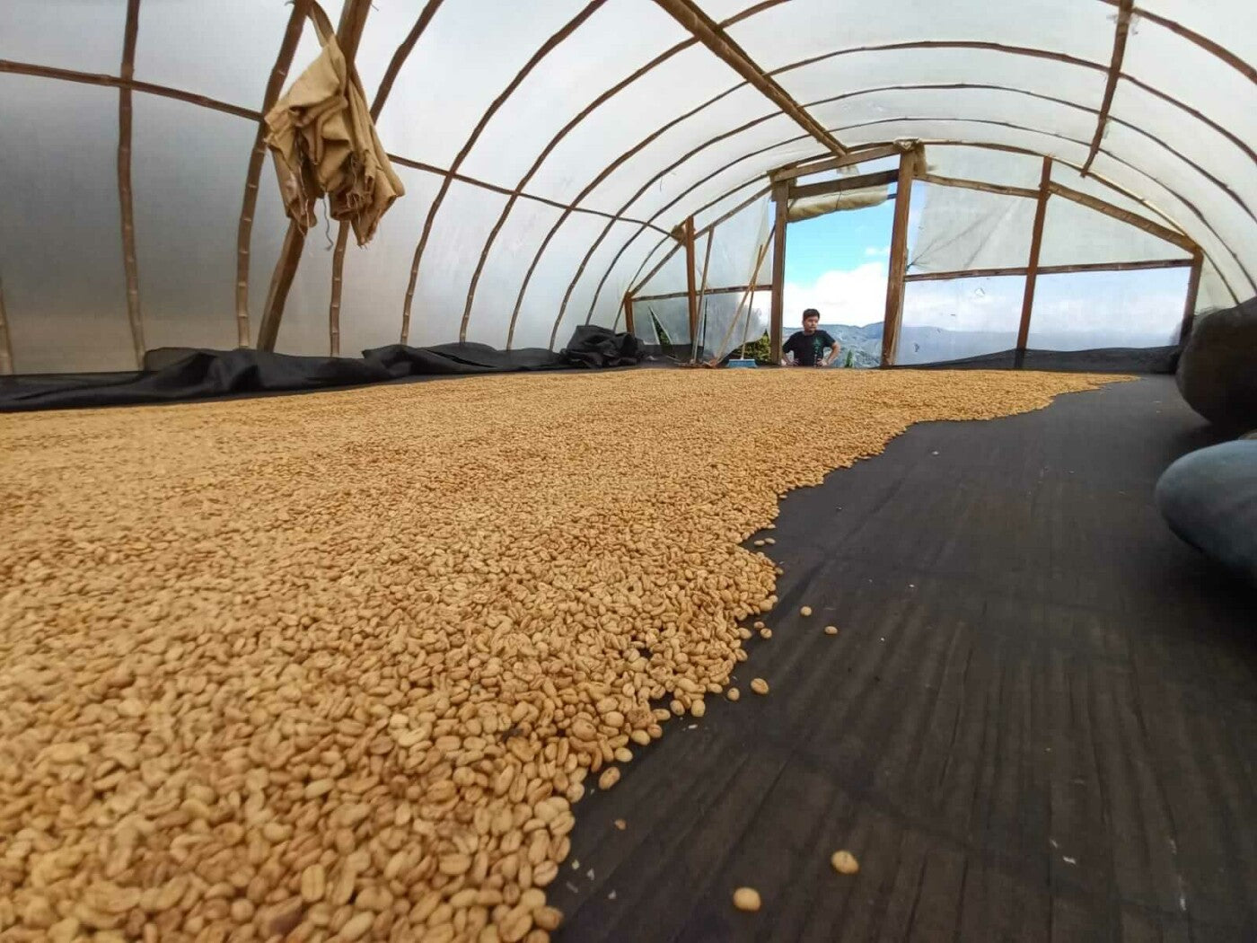 Gewaschener Kaffee wird auf raised beds getrocknet.