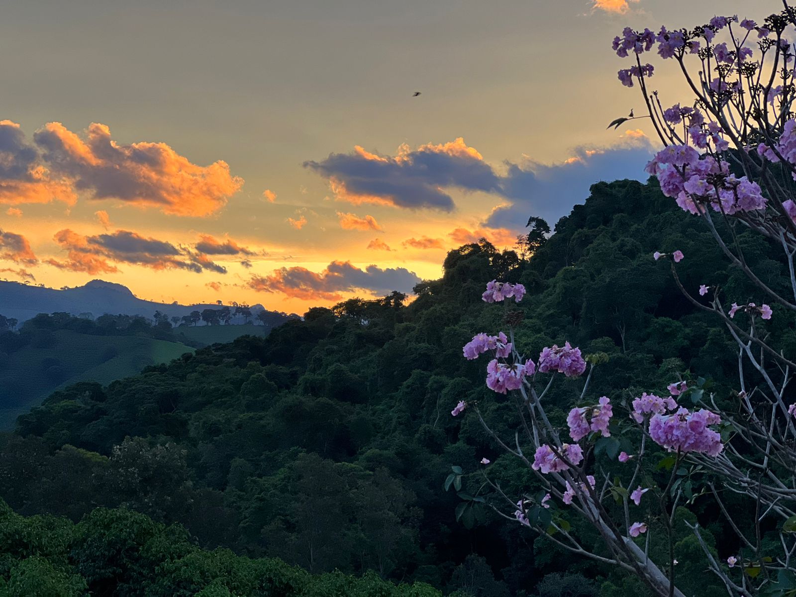 Dämmerung auf der Kaffeefarm. Sítio Baixadão, Brasilien | SUPREMO Coffee