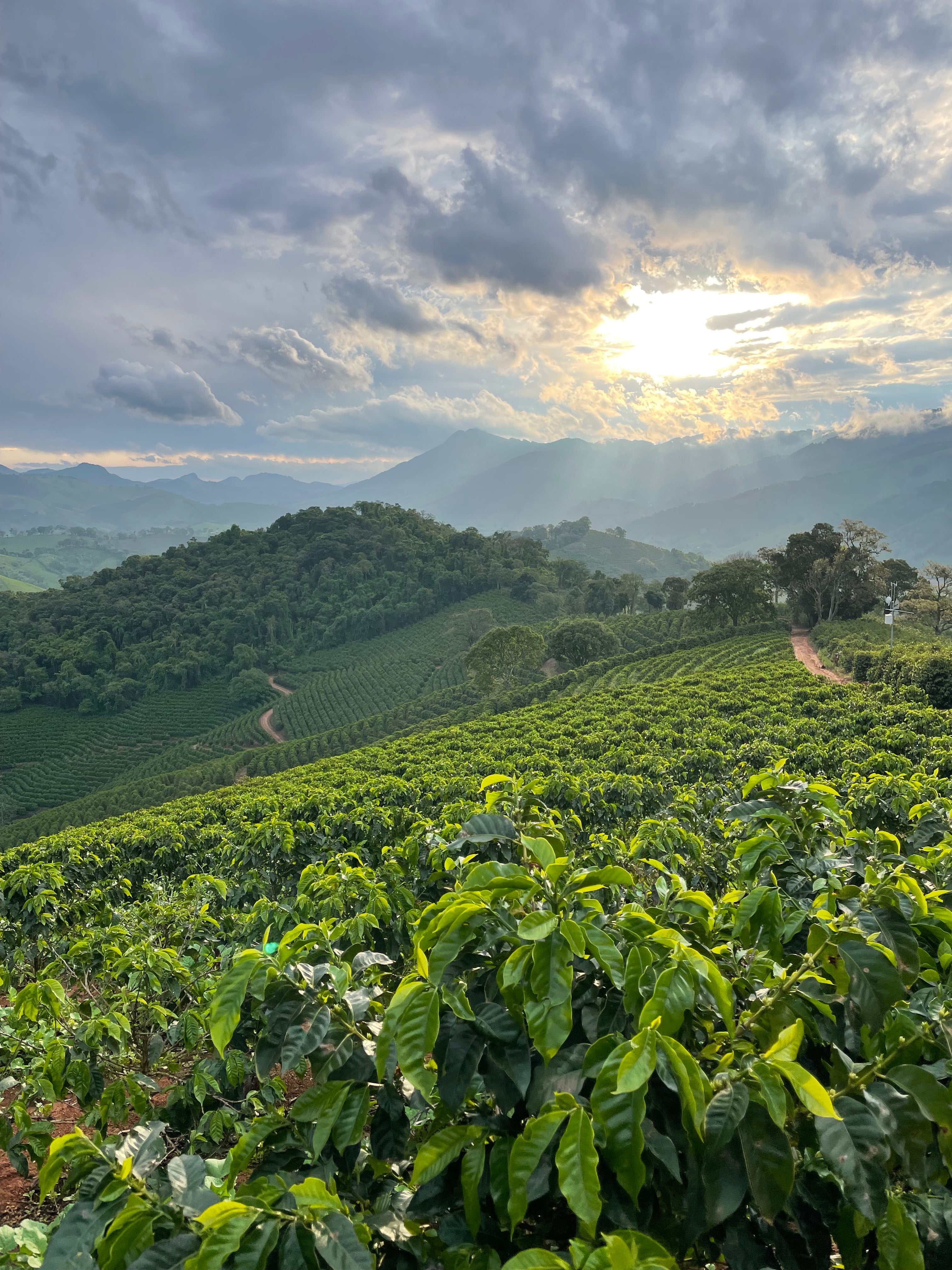 Kaffeeplantage im Vordergrund. Sonne bricht durch Wolkendecke im Hintergrund. Sítio Baixadão, Brasilien | SUPREMO Coffee