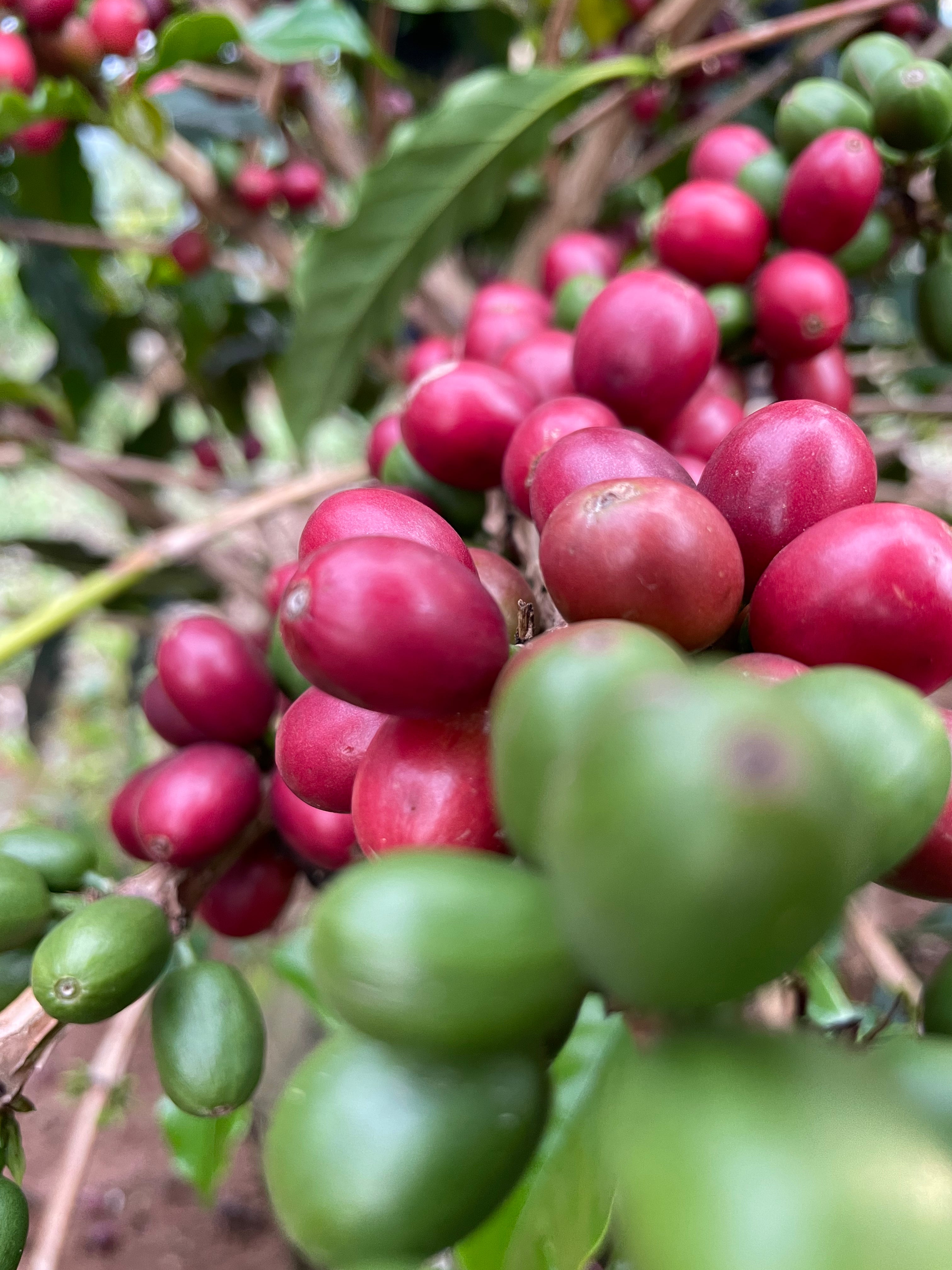 Kaffeekirschen an Zweig. Sítio Baixadão, Brasilien | SUPREMO Coffee