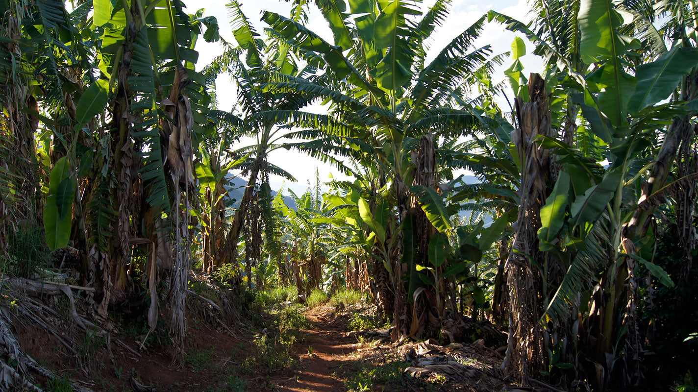 Wald. Três Barras, Brasilien | SUPREMO Coffee