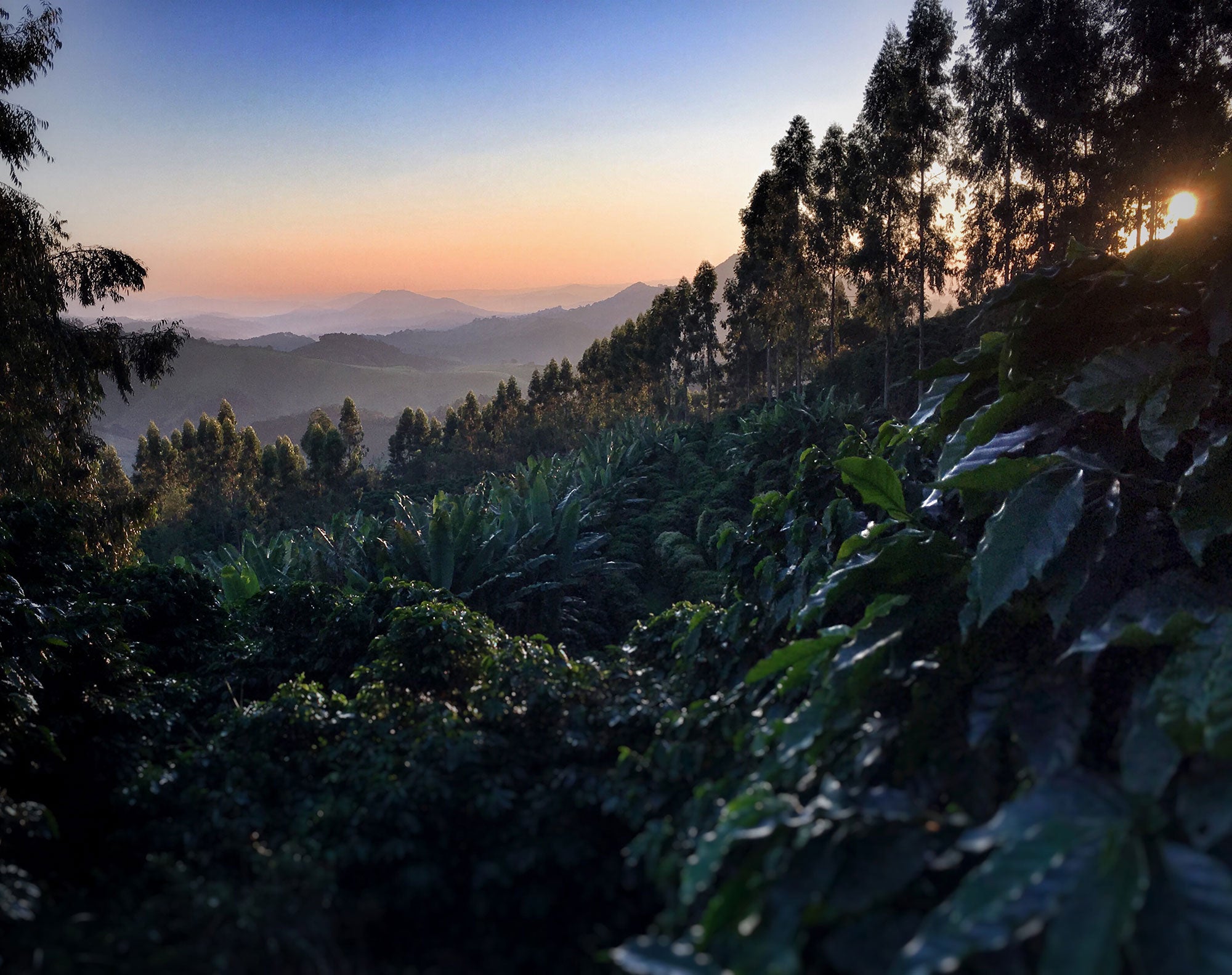 Ausblick ins Tal bei Dämmerung. Kaffeepflanzen im Vordergrund. Três Barras, Brasilien | SUPREMO Coffee
