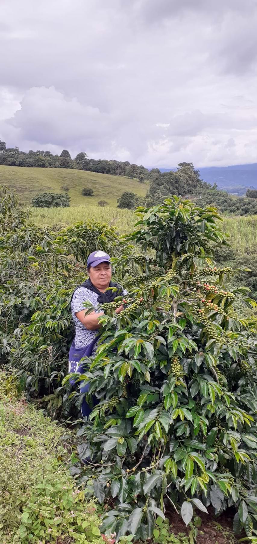 Maria Rovira Muñoz De Burbano bei der Ernte. Pink Bourbon, Kolumbien | SUPREMO Coffee