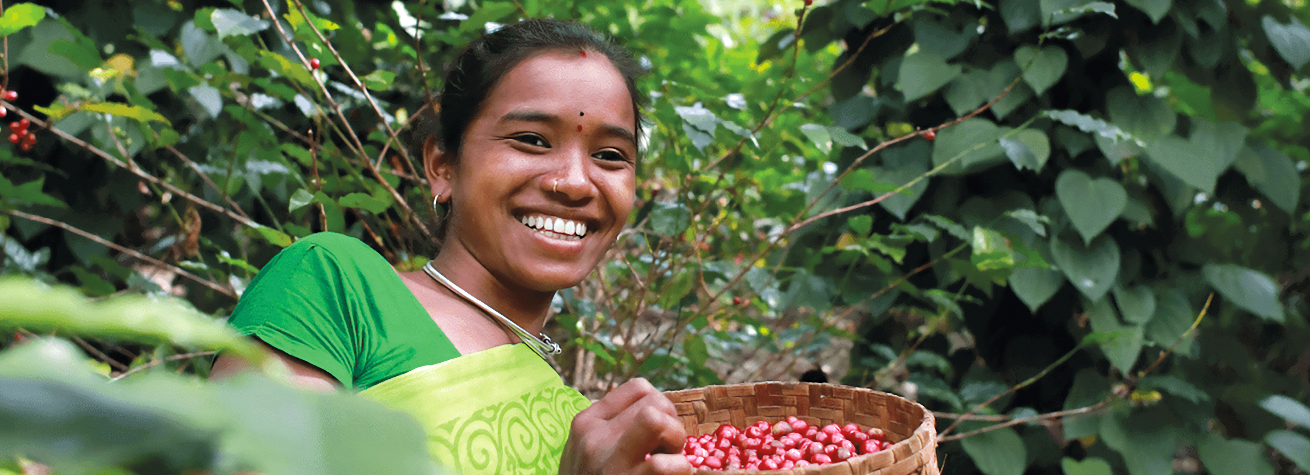 Junge Frau pflückt Kaffee Bohnen in Indien (Araku)