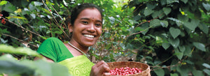 Junge Frau pflückt Kaffee Bohnen in Indien (Araku)
