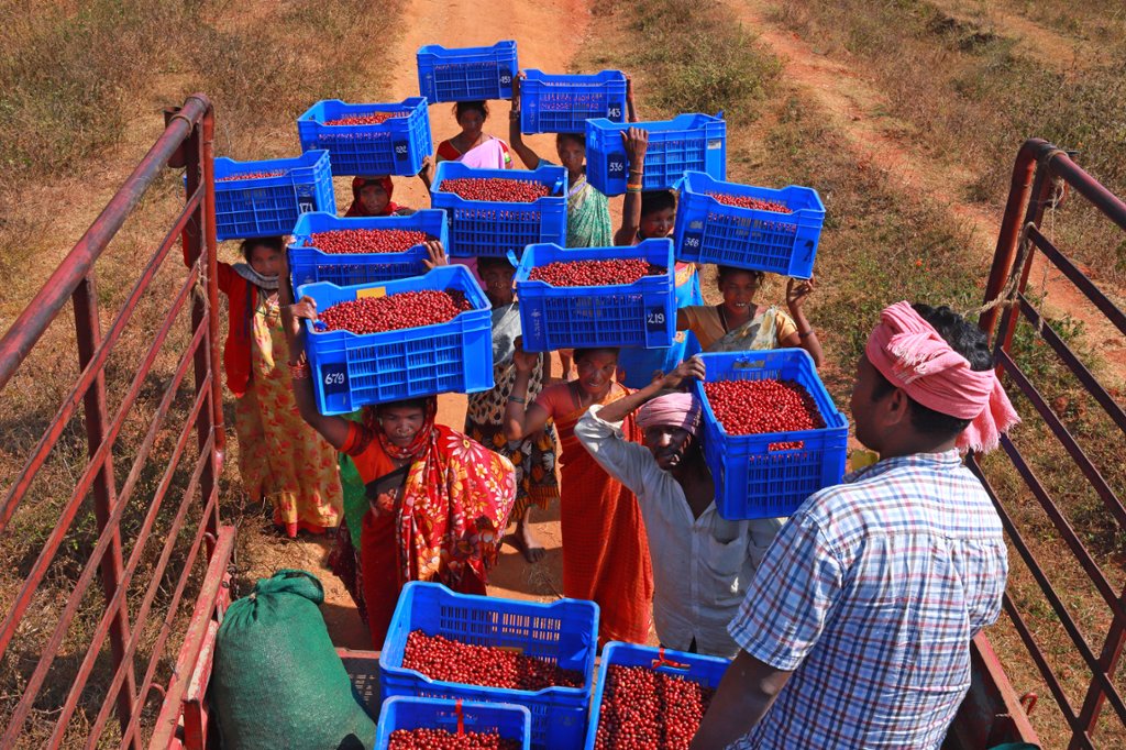 Babu Bio: Bäuerinnen und Bauern mit Kaffeekirschen beim Verladen der Ware