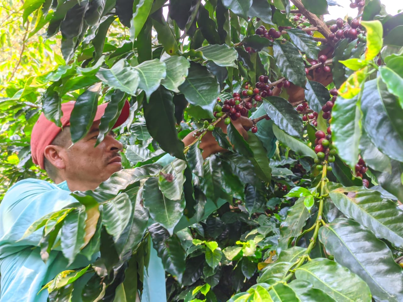 Kaffeebauer bei der Ernte. Es werden nur die reifen Kirschen geerntet. Las Barrancas, Mexiko | SUPREMO Coffee