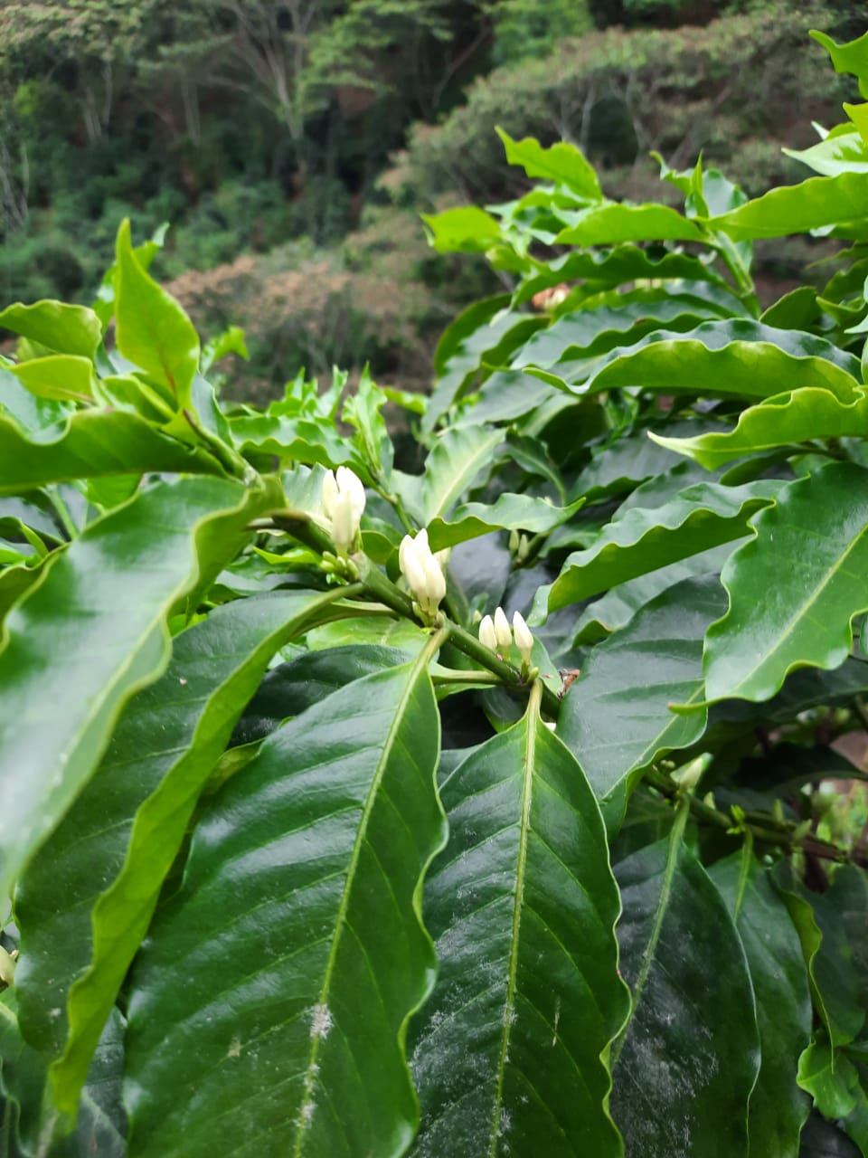Kaffeeblüten an der Pflanze. Las Barrancas, Mexiko | SUPREMO Coffee