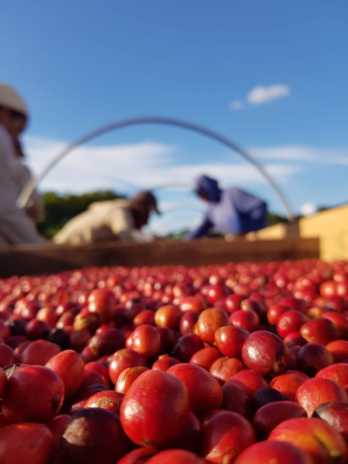 Fazenda Venturim