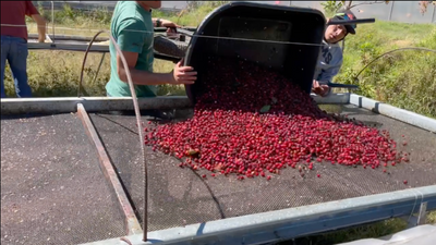 Finca Dona Elsa Video