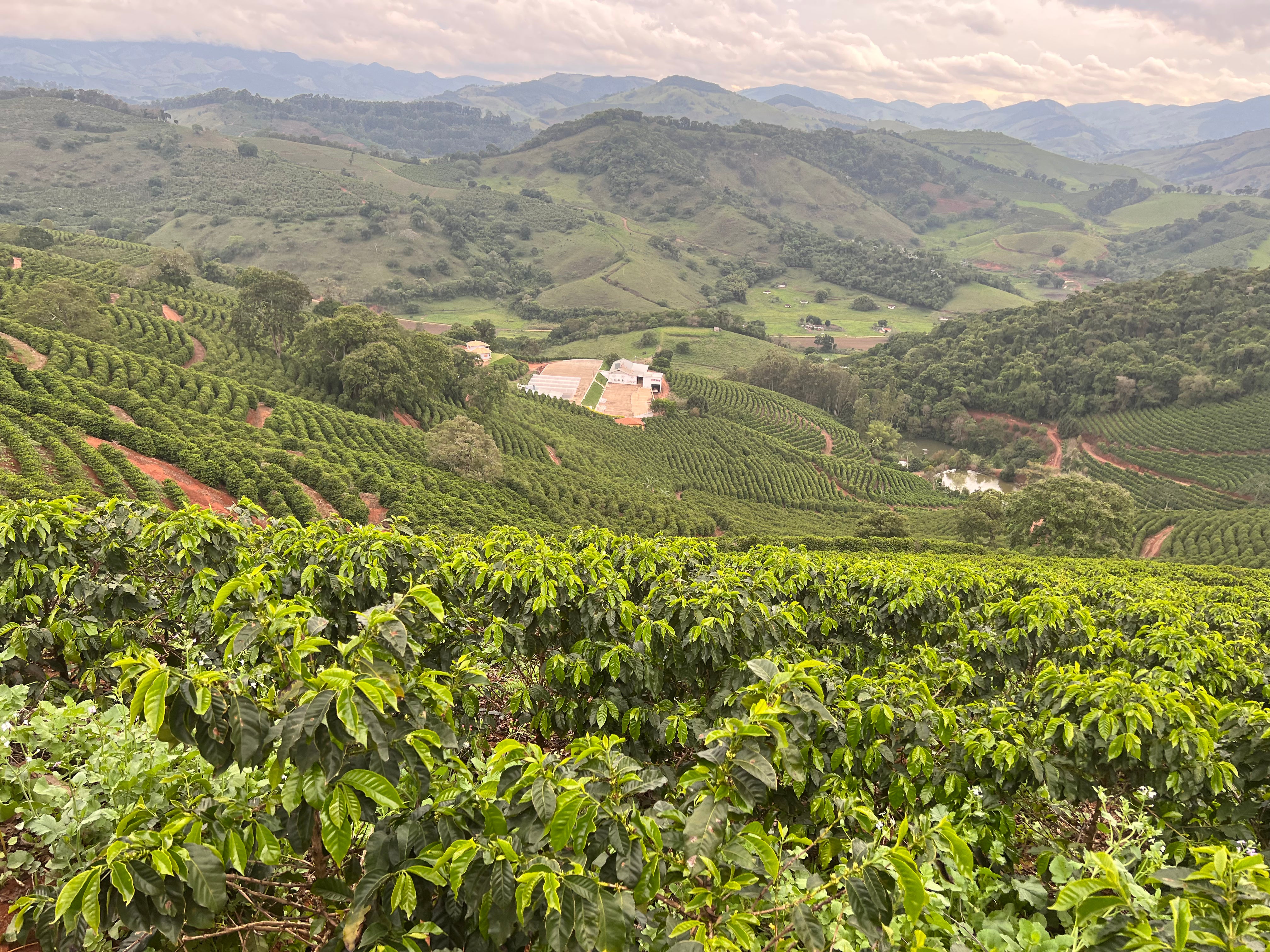 Berglandschaft mit Kaffeeplantagen. Blick ins Tal. Sítio Baixadão, Brasilien | SUPREMO Coffee