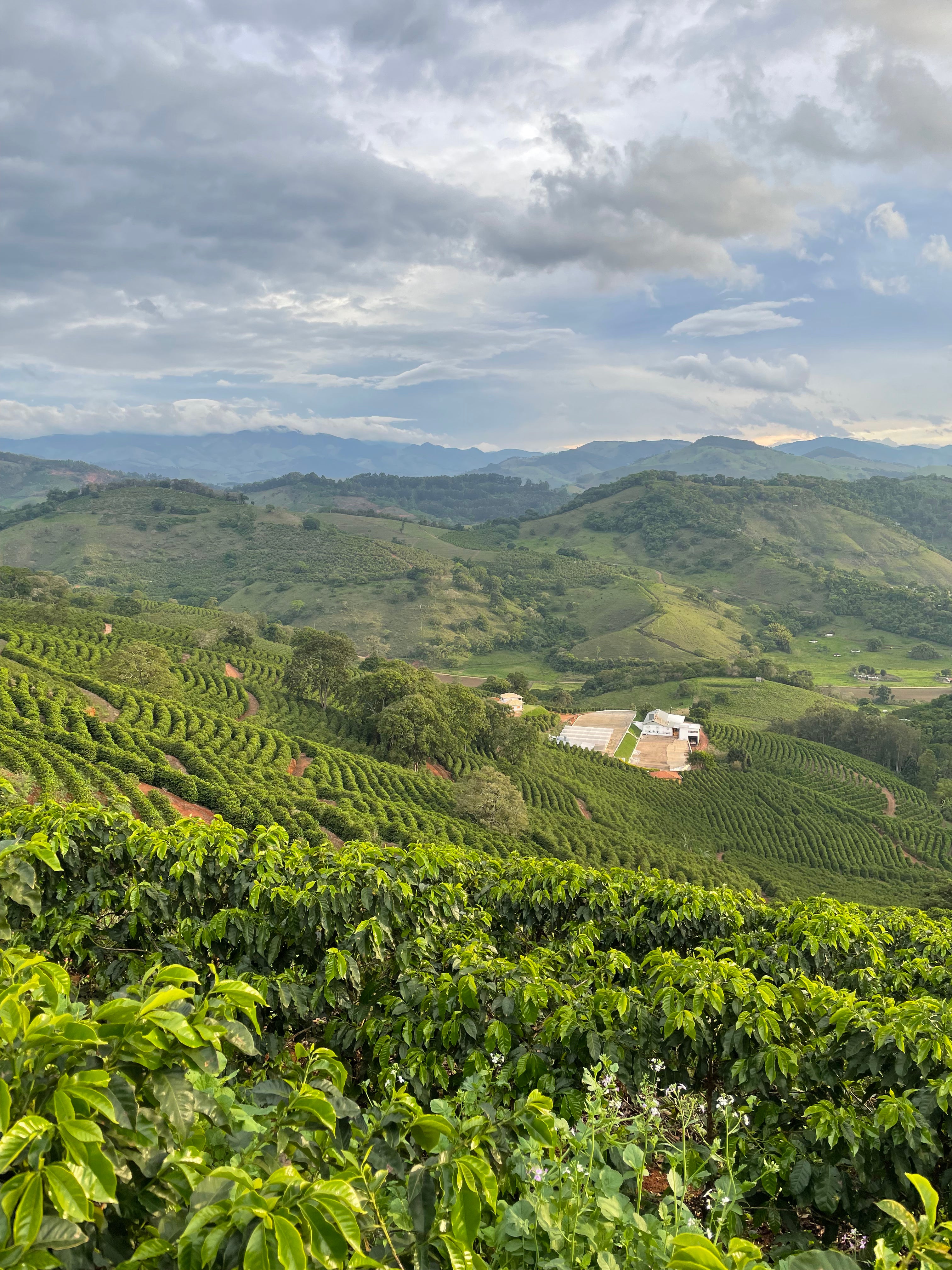 Landschaft mit Kaffeeplantagen. Sítio Baixadão, Brasilien | SUPREMO Coffee
