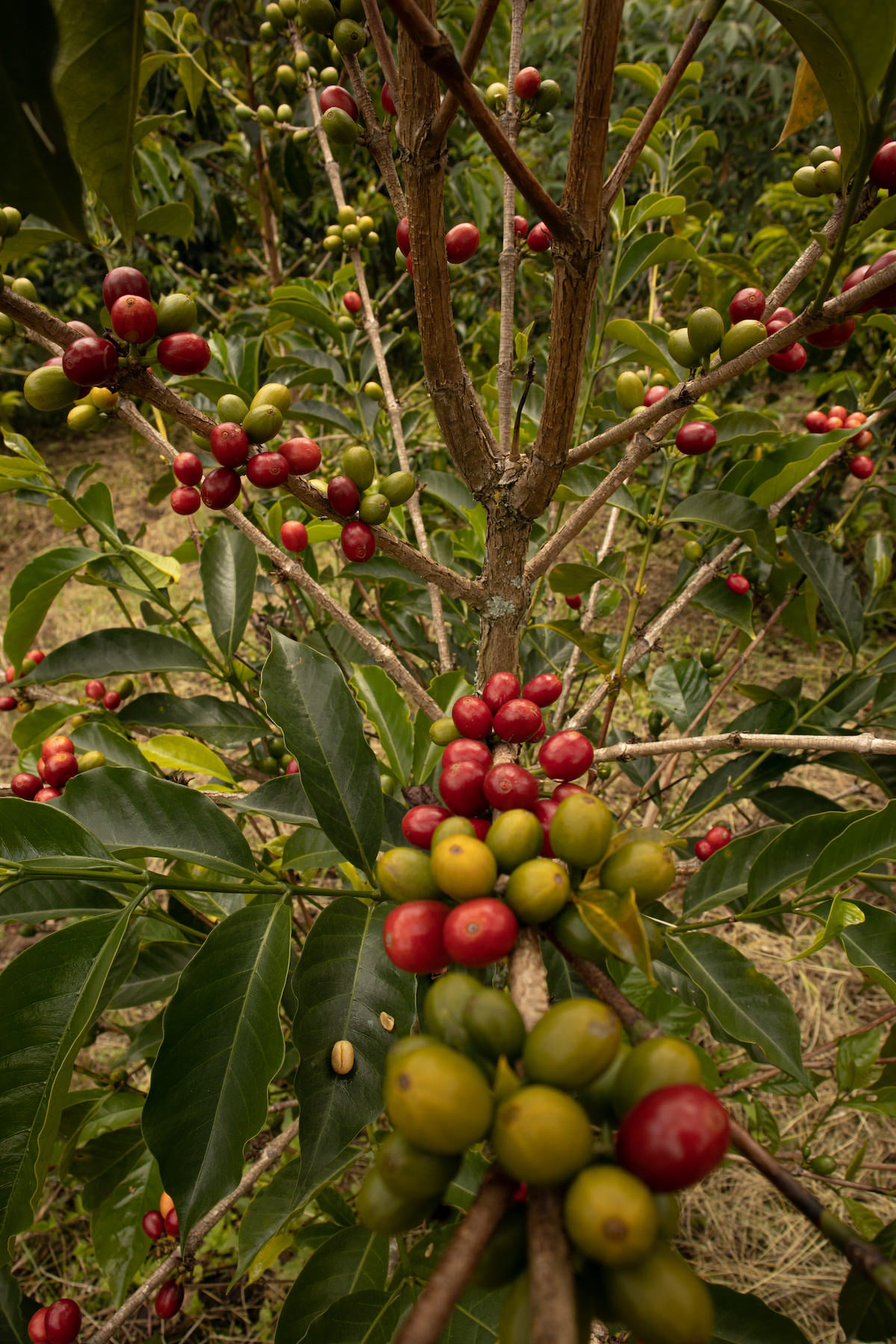 Kaffeekirschen unterschiedlicher Reifegrade an Baum. Pink Bourbon, Kolumbien | SUPREMO Coffee
