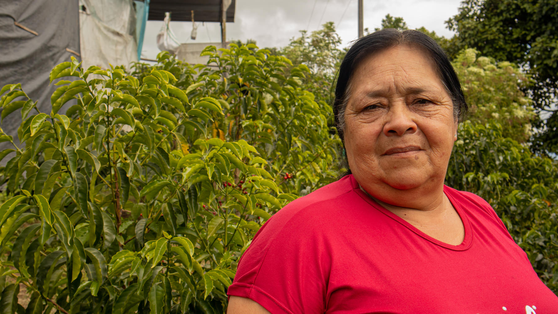 Maria Rovira Muñoz De Burbano vor Kaffeepflanzen. Pink Bourbon, Kolumbien | SUPREMO Coffee
