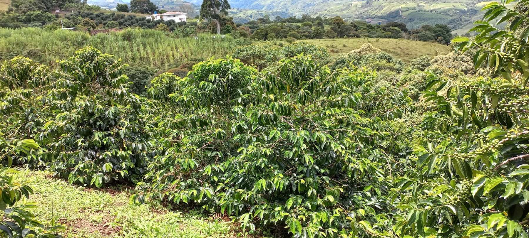 Kaffeeplantage. Pink Bourbon, Kolumbien | SUPREMO Coffee