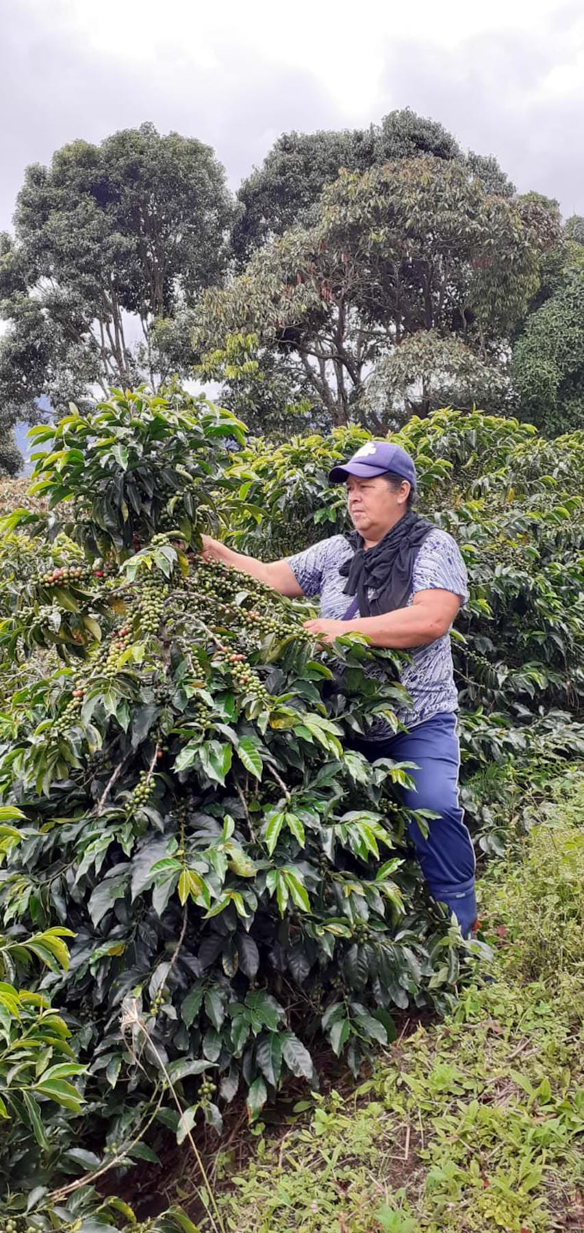 Kaffeefarmer auf Plantage. Pink Bourbon, Kolumbien | SUPREMO Coffee